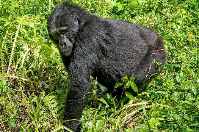 3-Day Gorilla Trekking safari in Bwindi Impenetrable Forest - Day 2 Gorilla Sanctuary Tracking: The Hour With Your Gorilla Group