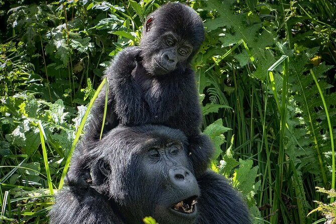 3-Day Gorilla Trekking safari in Bwindi Impenetrable Forest - Day 3 Back to Entebbe: Equator Photos, Optional Lake Time, and a Practical Ending