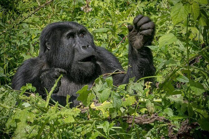 3-Day Gorilla Trekking safari in Bwindi Impenetrable Forest - Price and Logistics: What Your $1,900 Covers (and What to Double-Check)