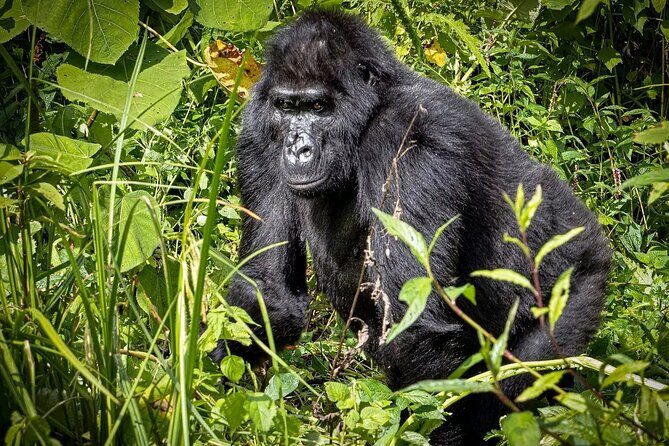 3-Day Gorilla Trekking safari in Bwindi Impenetrable Forest - Comfort, Safety, and the Human Touch (Sperito, Amos, Tyson, and Friends)