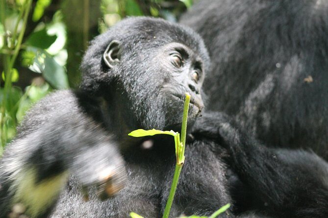 3-Day Gorillas trekking and Batwa Experience - From Entebbe to Bwindi: the long drive that sets the tone
