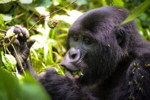 3-Day Gorillas trekking and Batwa Experience - Queen Elizabeth area night: comfort plus a wildlife bonus