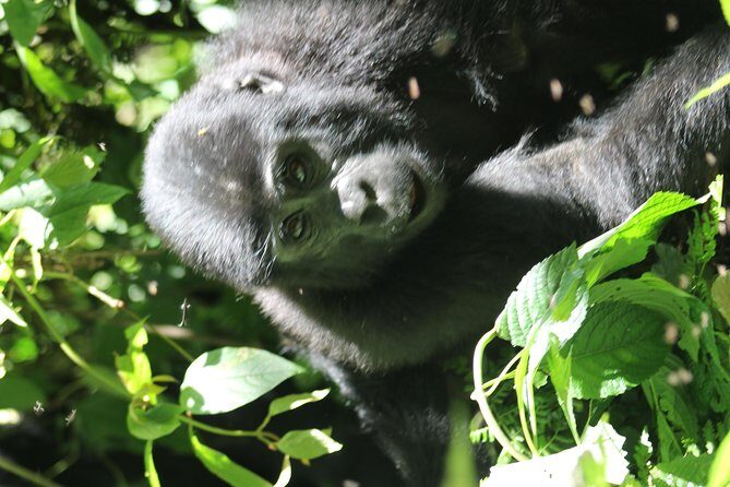 3-Day Gorillas trekking and Batwa Experience - Price and value: what $1,600 really covers