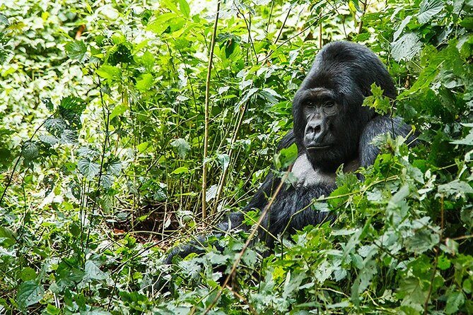3-Day Gorillas trekking and Batwa Experience - Best for first-timers who want a guided, no-stress safari
