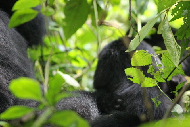 3-Day Gorillas trekking and Batwa Experience - Should you book this 3-Day Gorillas Trekking and Batwa Experience?
