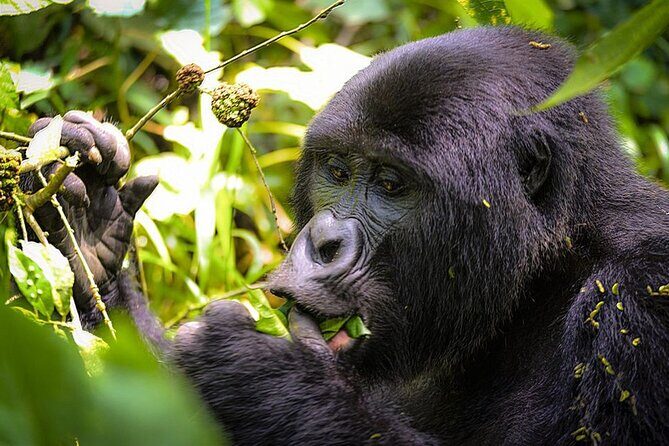 3-Day Gorillas trekking and Batwa Experience - Queen Elizabeth area night: comfort plus a wildlife bonus