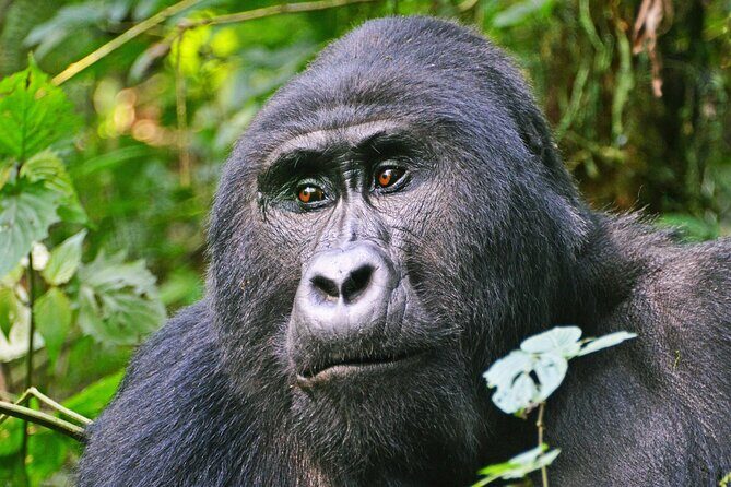 3 Day Guided Gorilla Tracking Safari At Bwindi National Park - Key Things I’d Circle Before You Go