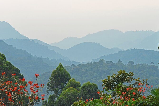 3 Day Guided Gorilla Tracking Safari At Bwindi National Park - From Kampala to Rushaga: The Drive That Sets the Stage