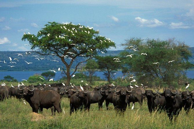 3-Day Mind Refreshing in Murchison Falls National Park - Nile cruise to the base of the falls: the close-up you feel in your chest