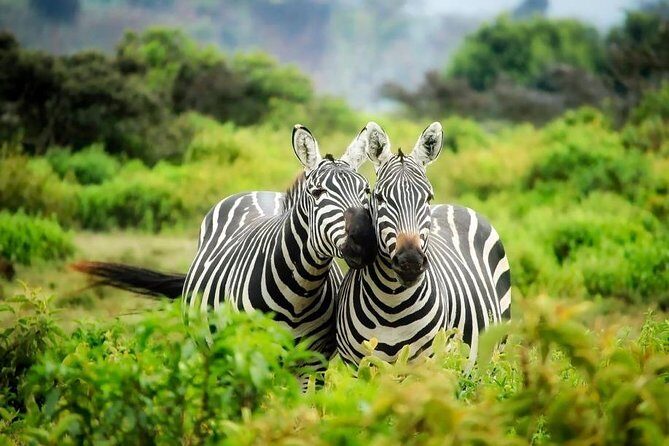 3-Day Mind Refreshing in Murchison Falls National Park - Hike to the top of Murchison Falls: the scale lesson that hits hard