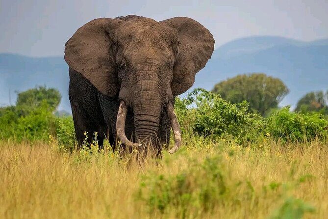 3 Day Murchison Falls' BIG 5 and Wildlife viewing Safari - Albert Nile boat cruise to the falls: Devil’s Cauldron is the highlight