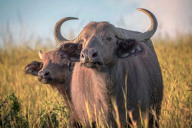 3 Day Murchison Falls' BIG 5 and Wildlife viewing Safari - Transfers from Entebbe/Kampala and what that 7:00 am start means