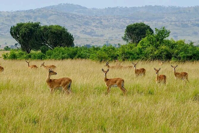 3 Day Murchison Falls' BIG 5 and Wildlife viewing Safari - Price and value: is $1,000 per person a fair deal?