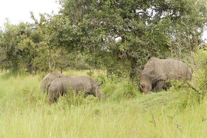 3-Day Murchison Falls National Park - Adventure Safari - Murchison Falls by road and river: what this 3-day mix gives you