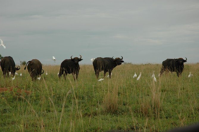 3-Day Murchison Falls National Park - Adventure Safari - Price and logistics: is $1,580 per person good value?