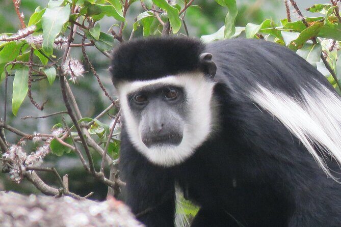 3 -Day Private Gorilla Trekking Safari in Bwindi Forest - Bakiga Lodge in Ruhija: comfort that fits a trek schedule