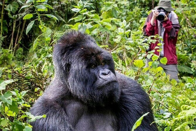 3-Day Private Guided Gorilla Trekking In Uganda - Routing To Bwindi: Kigali vs Entebbe/Kampala Drives