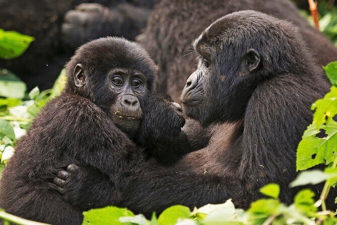3-Day Private Guided Gorilla Trekking In Uganda - Inside Bwindi: The 7:30am Briefing That Sets the Tone