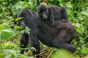 3-Day Private Guided Gorilla Trekking In Uganda - The Trek and One Hour With Mountain Gorillas