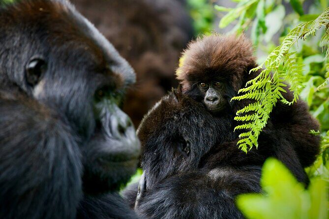 3-Day Private Guided Gorilla Trekking In Uganda - Price and Value: What $1,498 Really Covers