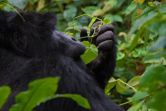 3-Day Private Guided Gorilla Trekking In Uganda - Should You Book This 3-Day Private Gorilla Trek?