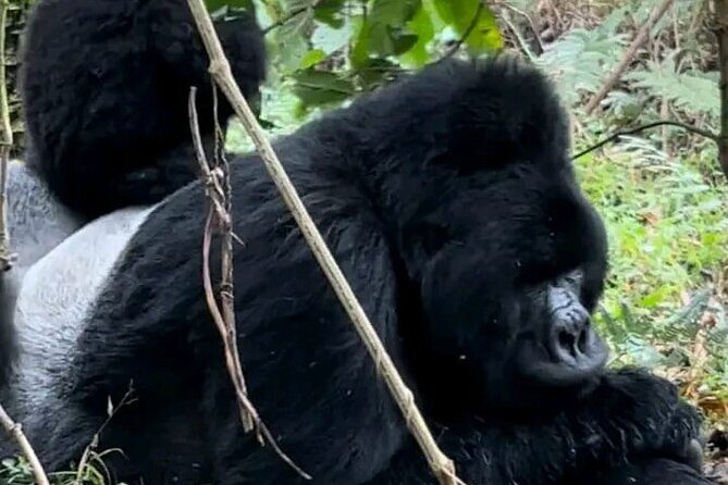 3-Day Private Guided Gorilla Trekking Uganda and Batwa Experience - Key things I’d zero in on
