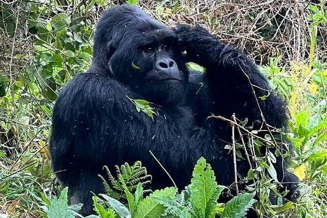 3-Day Private Guided Gorilla Trekking Uganda and Batwa Experience - Day 1 Kampala to Bwindi: equator photos and the long, scenic drive