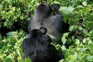 3-Day Private Guided Gorilla Trekking Uganda and Batwa Experience - Day 2 Gorilla tracking from Bwindi: briefing at Uganda Wildlife Office