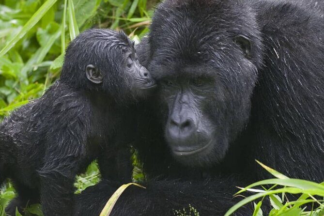 3-Day Private Guided Gorilla Trekking Uganda and Batwa Experience - The forest trek experience: pacing, small-group focus, and ranger direction