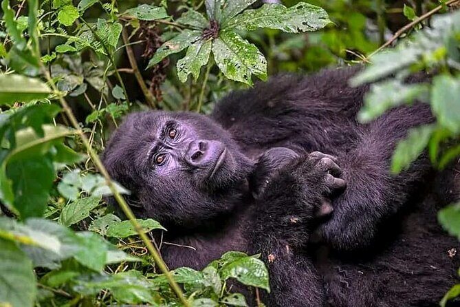 3-Day Private Guided Gorilla Trekking Uganda and Batwa Experience - Who should book this Uganda gorilla trek (and who should reconsider)