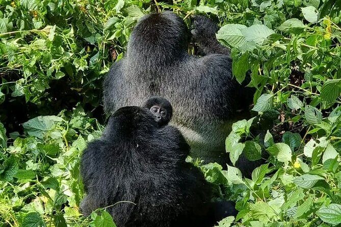 3-Day Private Guided Gorilla Trekking Uganda and Batwa Experience - Day 2 Gorilla tracking from Bwindi: briefing at Uganda Wildlife Office