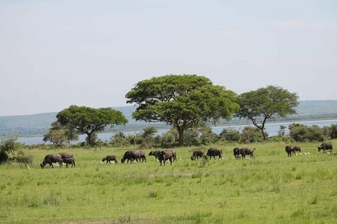 3-Day Private Safari of Murchison Falls National Park - 5 standout reasons this Murchison Falls safari works