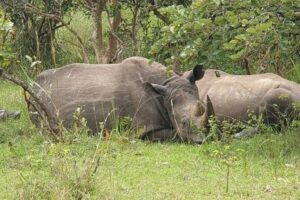 3-Day Private Safari of Murchison Falls National Park - Rhino Fund Uganda: a serious start before the park