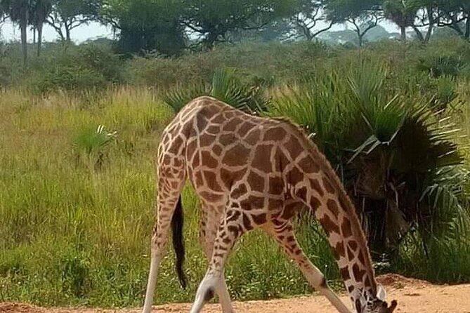 3-Day Private Safari of Murchison Falls National Park - Game drives in Murchison Falls: savannah wildlife and birdlife you can’t rush