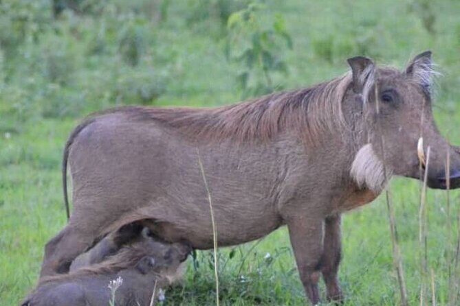 3-Day Private Safari of Murchison Falls National Park - Day two morning safari: animals first, then back to lodge breaks
