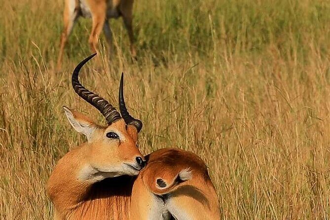 3-Day Private Safari of Murchison Falls National Park - Hiking to the top of Murchison Falls: the classic view, with photo time