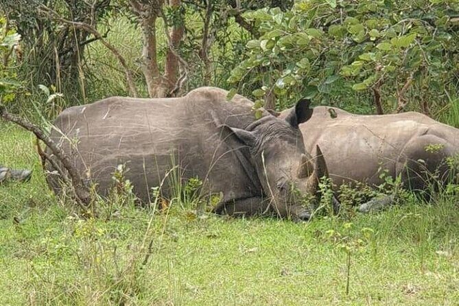 3-Day Private Safari of Murchison Falls National Park - Rhino Fund Uganda: a serious start before the park
