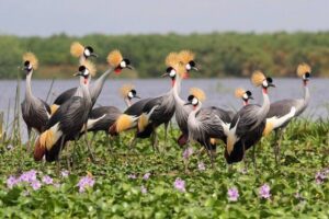 3 Day Private safari to Murchison Falls National Park with Big Five Experience - Day 2: Buligi circuit morning game drive and the Nile ferry crossing