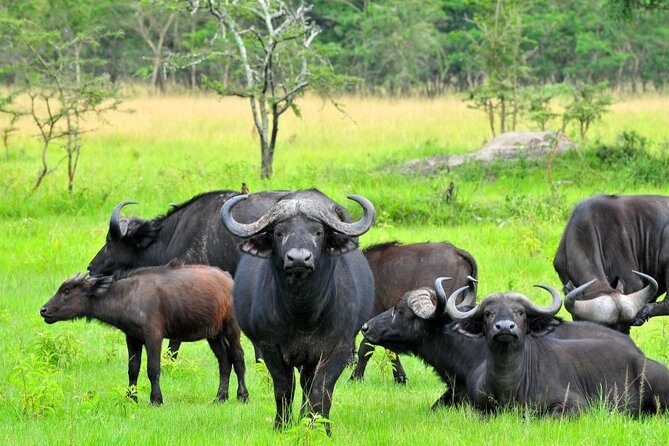 3 Day Private safari to Murchison Falls National Park with Big Five Experience - Day 3: Budongo Forest chimp tracking at Kaniyo Pabidi and the ride back