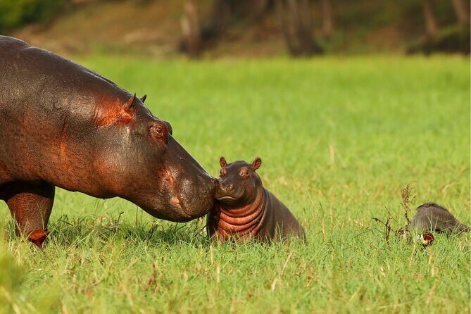 3 Day Private safari to Murchison Falls National Park with Big Five Experience - Price and what $1,400 covers (and what it doesn’t)