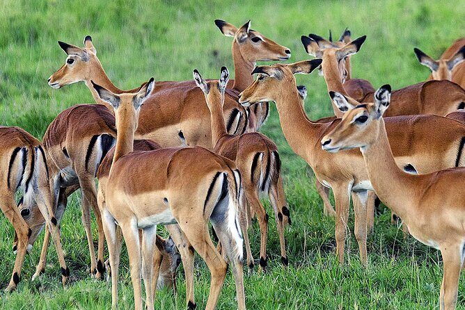 3 Day Private safari to Murchison Falls National Park with Big Five Experience - Private guiding: why names like Richard and Herman show up
