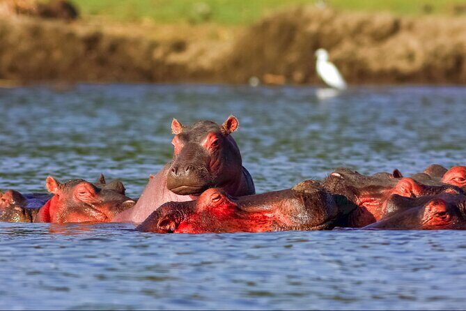 3 Day Private safari to Murchison Falls National Park with Big Five Experience - Murchison Falls in plain terms: falls, cruise, and the hike
