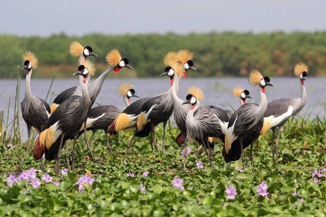 3 Day Private safari to Murchison Falls National Park with Big Five Experience - Day 2: Buligi circuit morning game drive and the Nile ferry crossing