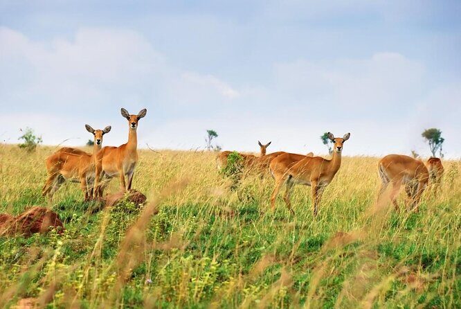 3-Day Queen Elizabeth and Chimpanzees-Join a Group! - Queen Elizabeth National Park in One Trip: Sunset Game Drive + Early Morning Chances