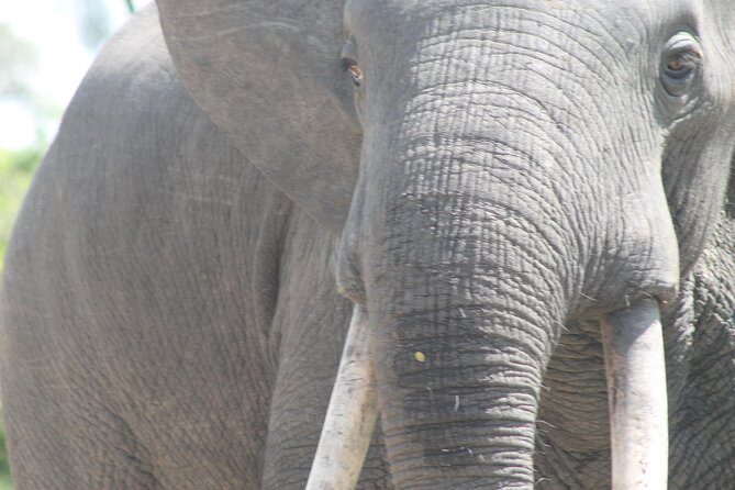 3-Day Queen Elizabeth and Chimpanzees-Join a Group! - Irungu Forest Safari Lodge Nights: Simple, Included, and Built for Early Starts