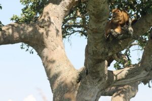 3-Day Queen Elizabeth and Chimpanzees-Join a Group! - Kyambura Chimp Tracking from Kalinzu Forest: The Morning That Makes the Trip