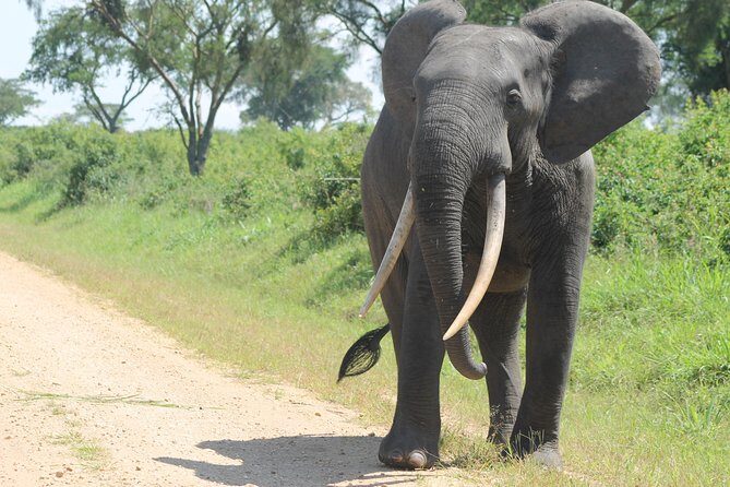 3-Day Queen Elizabeth and Chimpanzees-Join a Group! - Value and Price: What You’re Paying For at $1,000 Per Person