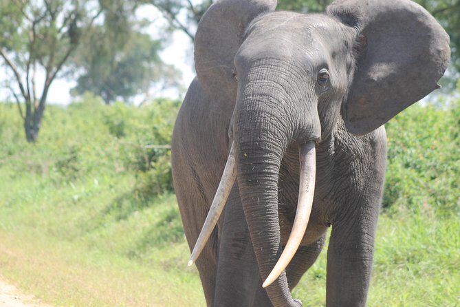 3-Day Queen Elizabeth and Chimpanzees-Join a Group! - Group Safari Reality: What It’s Like With a Max of 200