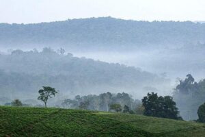 3-Day Tour to Uganda - Gorilla Trekking Bwindi Forest - Bwindi Gorilla Hour: The Moment Everything Is About