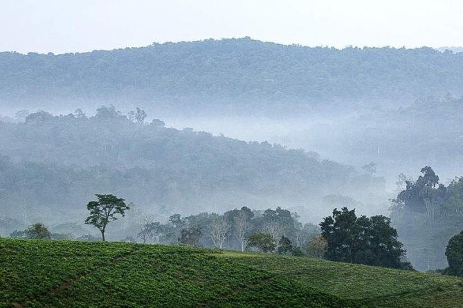 3-Day Tour to Uganda - Gorilla Trekking Bwindi Forest - Bwindi Gorilla Hour: The Moment Everything Is About